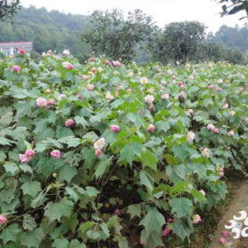 木芙蓉苗木 基地木芙蓉价格多少钱一棵