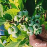 蓝莓苗种植 蓝莓苗多少钱一棵 2019年蓝莓苗多少钱