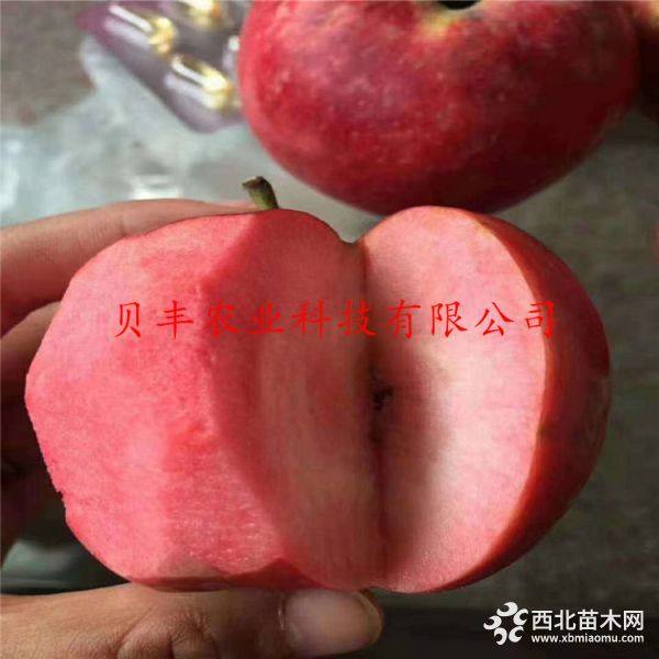 新品種蘋果樹苗