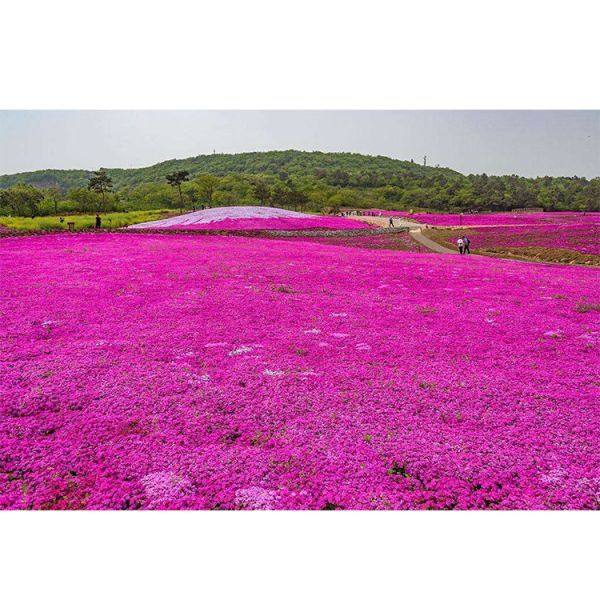 花海苗木，芝樱