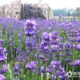 供應(yīng)薰衣草花海、波斯菊花海格桑花花海種苗