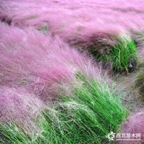 粉黛乱子草花海基地批发、醉蝶花花海种苗供应商