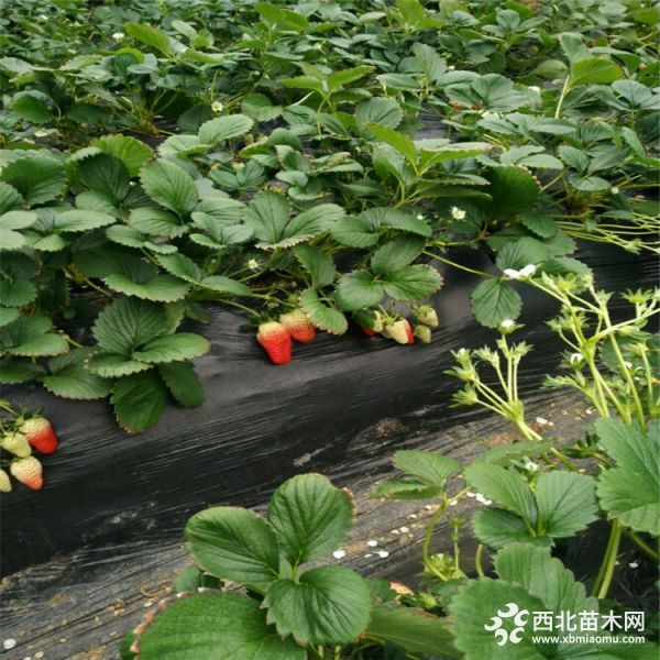 红颜草莓苗每日价格、红颜草莓苗报价