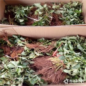 牛奶草莓苗、牛奶草莓苗批发价格、牛奶草莓苗基地