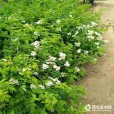 薔薇苗供應(yīng) 云南薔薇苗批發(fā) 無刺多花薔薇花苗