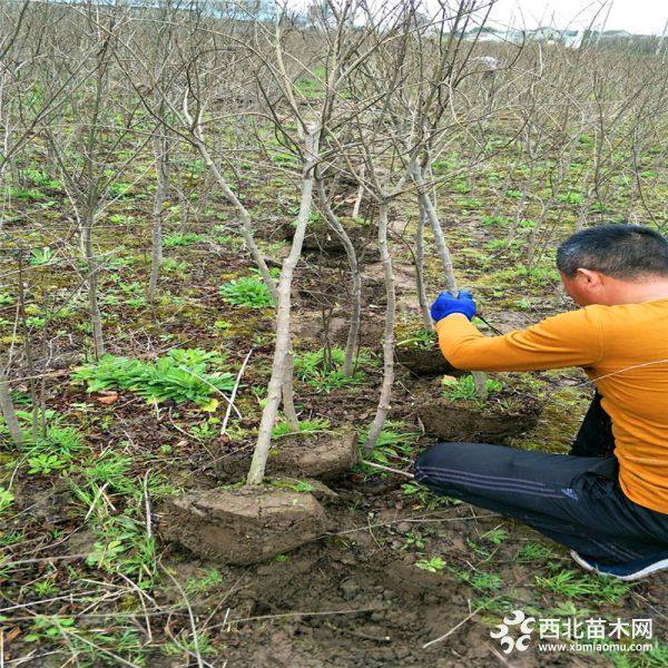 山东石榴苗、山东石榴苗价格、山东石榴苗批发