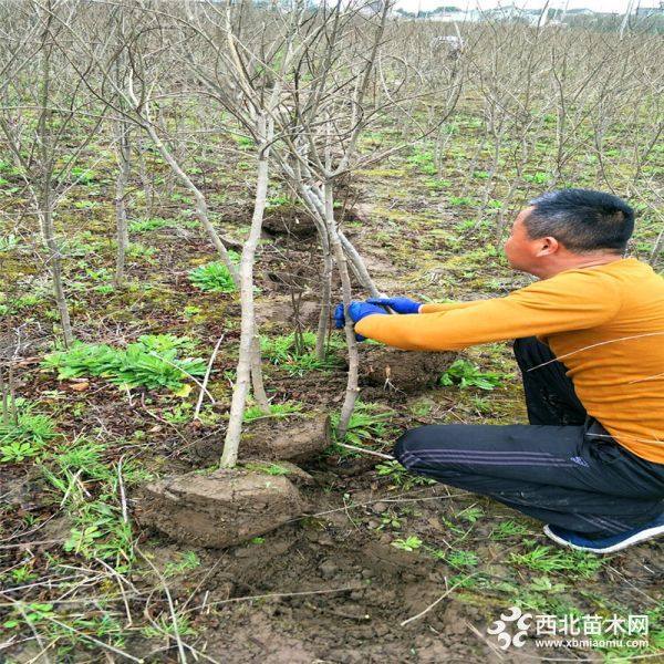 3公分石榴苗、3公分石榴苗价格、3公分石榴苗批发