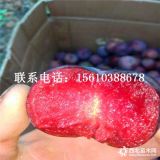 山東味帝李子苗多少錢(qián)一棵、味帝李子苗什么價(jià)格