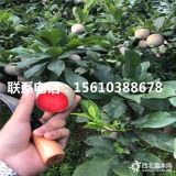 大紅袍李子苗哪里有、大紅袍李子苗基地