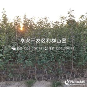 维纳斯黄金苹果树苗、维纳斯黄金苹果树苗价格