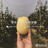 2019年紅心蘋(píng)果樹(shù)苗、紅心蘋(píng)果樹(shù)苗價(jià)格多少