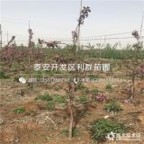 苹果树苗、苹果树苗多少钱一棵、苹果树苗价格