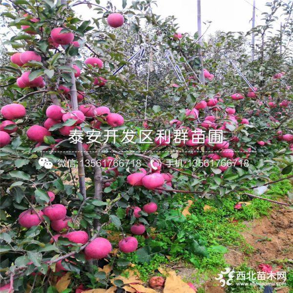 出售蜜脆苹果树苗、蜜脆苹果树苗多少钱一棵