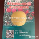 秦冠苹果树苗价格、2019年秦冠苹果树苗价格