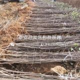 矮化烟富10号苹果苗、矮化烟富10号苹果树苗多少钱一棵