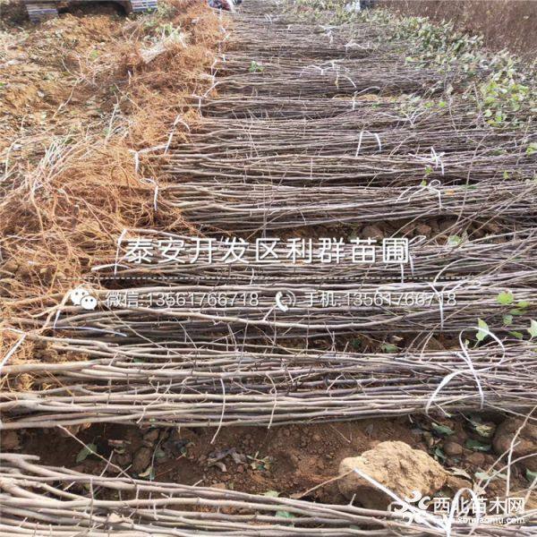 矮化烟富10号苹果苗、矮化烟富10号苹果树苗多少钱一棵