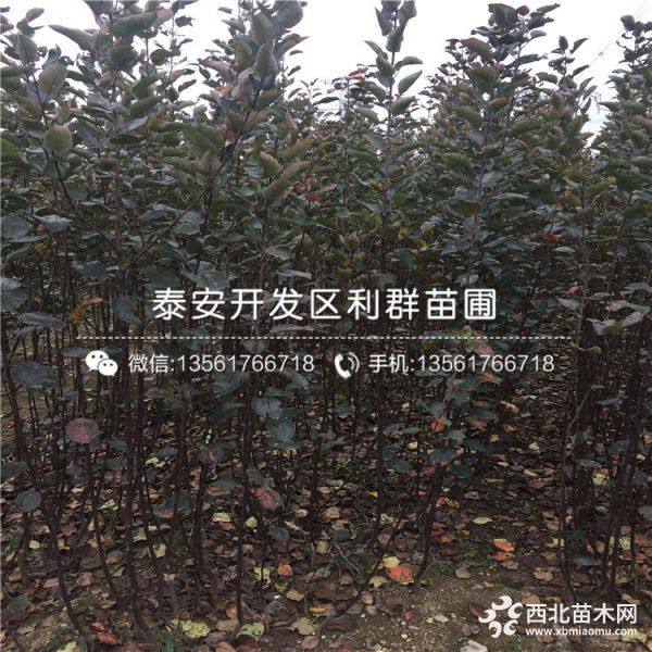 蜜脆苹果树苗、蜜脆苹果树苗多少钱一棵