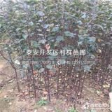 蜜脆苹果树苗、蜜脆苹果树苗多少钱一棵