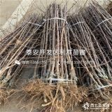 苹果树苗、苹果树苗价格、苹果树苗基地