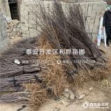 鲁丽苹果树苗、鲁丽苹果树苗价格及报价