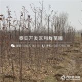 苹果树苗、苹果树苗出售、苹果树苗基地