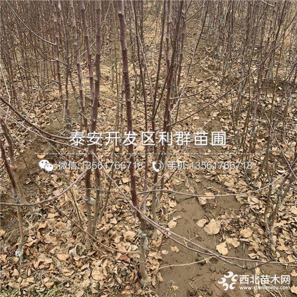 苹果树苗、苹果树苗出售、苹果树苗基地