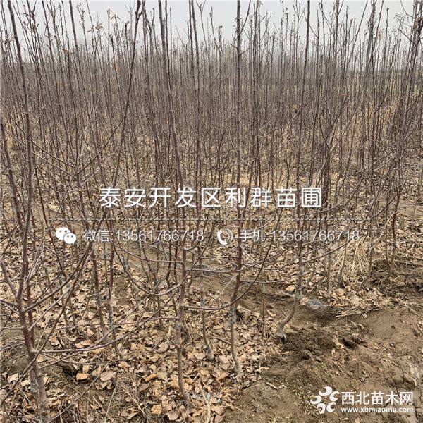 苹果树苗、苹果树苗出售、苹果树苗基地