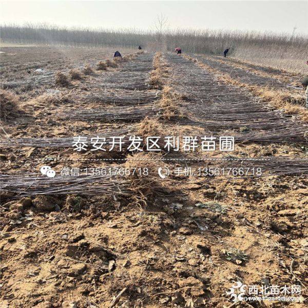 我想买苹果树苗、苹果树苗什么品种好、苹果树苗价格多少