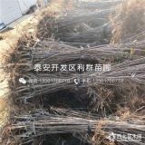 秦脆苹果苗、新品种秦脆苹果苗、秦脆苹果苗价格