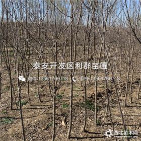 山东苹果树苗、苹果树苗新品种、苹果树苗价格多少