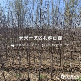 苹果树苗出售、苹果树苗基地、苹果树苗多少钱一棵