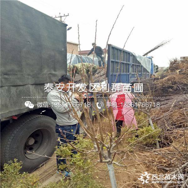 鲁丽苹果苗、鲁丽苹果树苗、鲁丽苹果树苗多少钱一棵