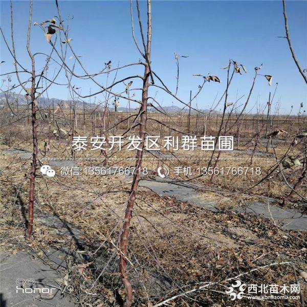 苹果苗批发、苹果苗价格、苹果苗基地