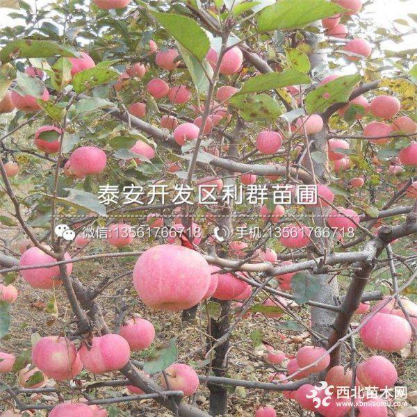 蘋果苗出售、蘋果苗價格、蘋果苗基地