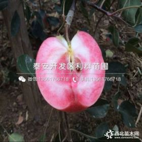 苹果苗、苹果苗价格、山东苹果苗