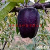 3公分蘋(píng)果苗哪里有賣(mài)的 魯麗蘋(píng)果樹(shù)苗批發(fā)價(jià)格 出售蘋(píng)果接穗