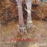 2公分早熟苹果树苗哪里卖 维纳斯黄金苹果苗 新品种接穗哪里有