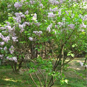 丛生丁香价格 基地丛生丁香苗木批发报价表