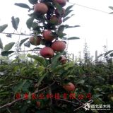 2公分嫁接蘋果樹苗哪里批發(fā) 華碩蘋果樹苗品種介紹 出售接穗