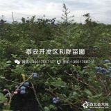 瑞卡蓝莓树苗、瑞卡蓝莓树苗价格、瑞卡蓝莓树苗基地