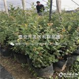 瑞卡藍莓苗、瑞卡藍莓樹苗、瑞卡藍莓樹苗價格