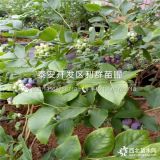 薄霧藍莓苗、薄霧藍莓樹苗、薄霧藍莓樹苗價格