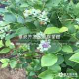 2019年都克蓝莓苗价格、都克蓝莓苗多少钱一棵