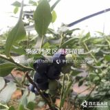 出售蓝莓苗、蓝莓苗价格、蓝莓苗基地