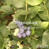 绿宝石蓝莓树苗、绿宝石蓝莓树苗价格