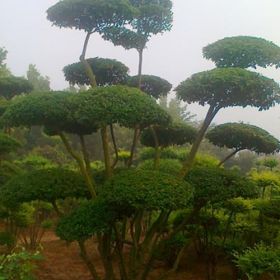 石家莊佳霖苗圃場供應(yīng)小葉女貞造型樹