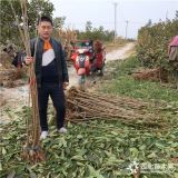 山東俄羅斯8號櫻桃苗生長特點 3公分俄羅斯8號櫻桃苗前景