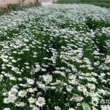 大濱菊花海、黑心菊花海、金雞菊花海景觀工程建設(shè)種苗供應(yīng)