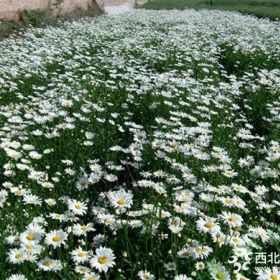 大濱菊花海、黑心菊花海、金雞菊花海景觀工程建設(shè)種苗供應(yīng)