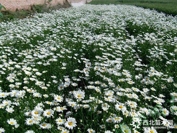 大濱菊，黑心菊